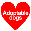 Adoptable dogs